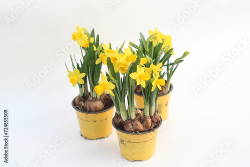 There are two bright yellow pots brimming with beautiful yellow flowers, creating a vibrant and cheerful display. © Picstocker