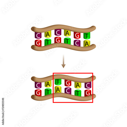 Inversion mutation, section of DNA Genomics breaks away from a chromosome and then reattaches to the chromosome in reversed order Scientific design, Vector illustration
