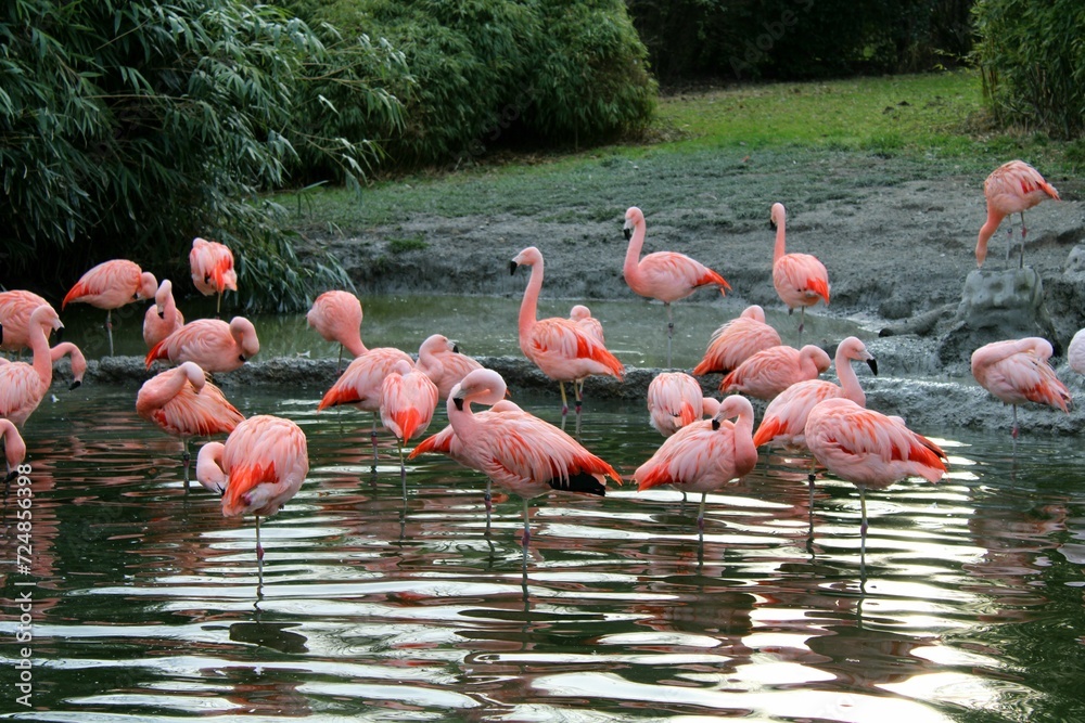 Fototapeta premium Rosa Flamingo