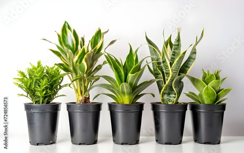 House plants in black pot in a row isolated on white background