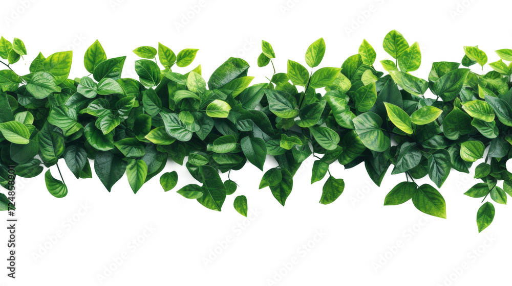 Close Up of a Plant With Green Leaves Close Up of a Plant With Green Leaves