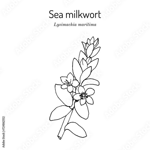 Sea milkwort (Lysimachia maritima), medicinal plant photo