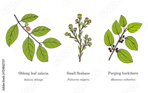 Collection of edible and medicinal plants photo