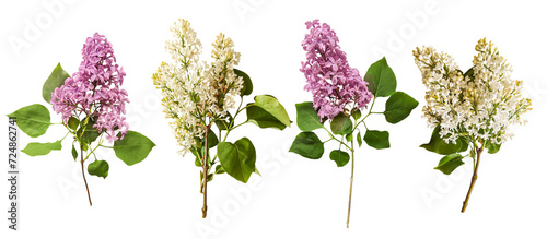 Romantic set of white and purple lilac for valentine day and love illustration. Spring fowers on white background. Valentines Day. Lilac isolated on a transparent background. Flat lay, top view. 
 photo