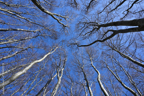 Jasmund National Park primeval forest at spring