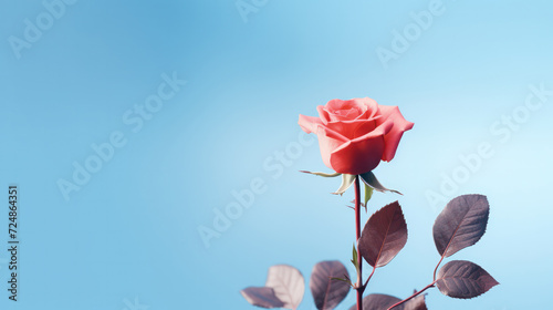 Red rose with lush green leaves stands isolated against a clear blue background