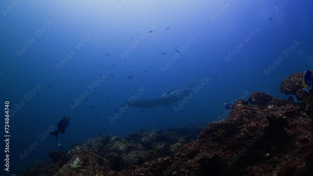 Manta Ray over a Cleaning Station in the Maldivian Archipelago in the Indian Ocean Manta Ray over a Cleaning Station in the Maldivian Archipelago in the Indian Ocean