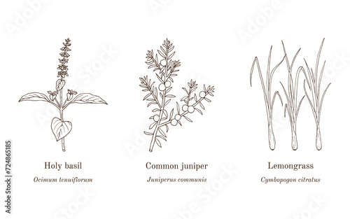 Collection of edible and medicinal plants