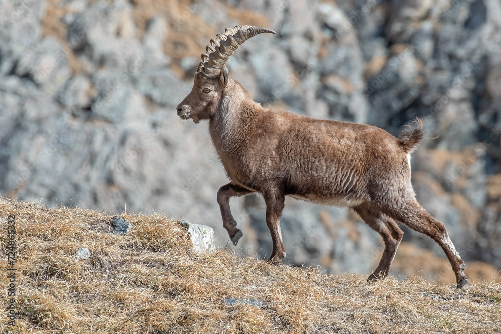 Male alpine ibex (Capra ibex) walking on a crest, against rocky wall background, Alps Mountains, Italy. Wild mountain goat in its typical habitat in the Italian Alps. Horizontal. January.