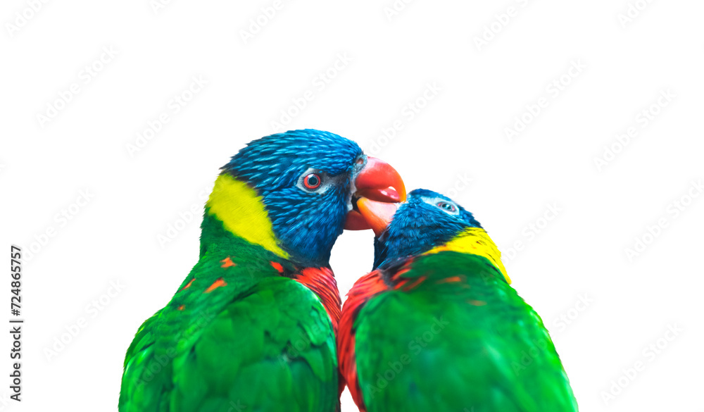 couple of parrots in love kissing couple of parrots in love kissing