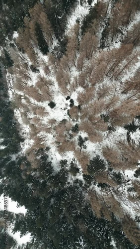 Vertical Drone footage in winter, top view over a forest.