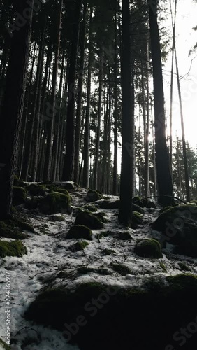 Drone shoot morning in the forest