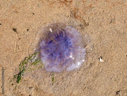 Blue jellyfish, Cyanea lamarckii, on sand at low tide, Slijkgat tidal inlet of North Sea, Netherlands photo