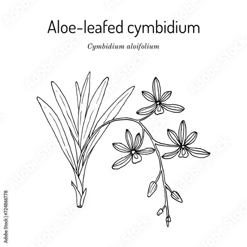 Aloe-leafed cymbidium (Cymbidium aloifolium), medicinal plant photo