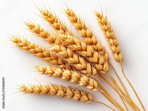 Wheat isolated on white background in minimalist style. 