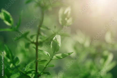 Green tree leaves, sunny morning forest background