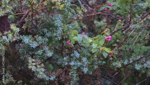 Juniper branches and branches of coralberry (Symphoricarpos orbiculatus or Indian currant) with pink fruits after rain. photo
