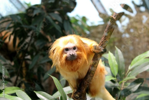 goldgelbes Löwenäffchen