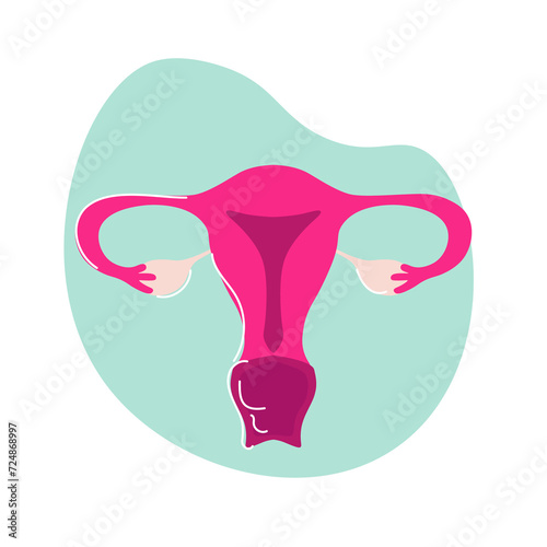 uterus photo