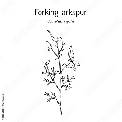 Forking larkspur, or rocket-larkspur (Consolida regalis), medicinal plant