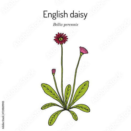 Common, english or lawn daisy (Bellis perennis)