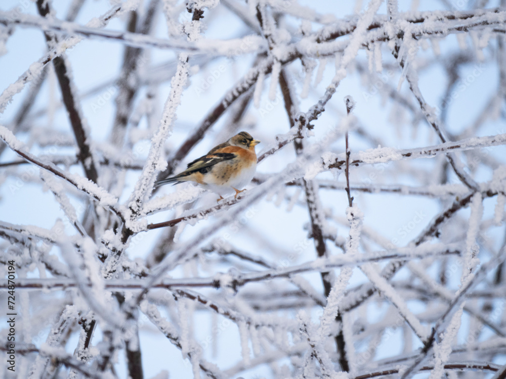 Bergfink (Fringilla montifringilla) im Schnee Bergfink (Fringilla montifringilla) im Schnee