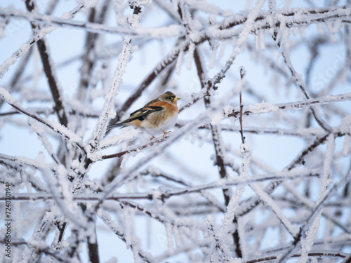 Bergfink (Fringilla montifringilla) im Schnee