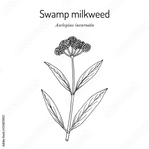 Swamp milkweed (Asclepias incarnata), medicinal plant photo