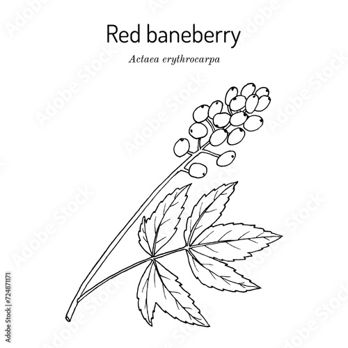 Red baneberry or chinaberry (Actaea rubra), medicinal plant