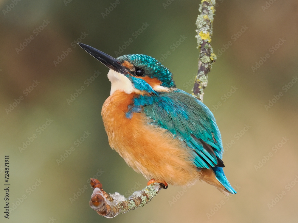 Fototapeta premium Eisvogel (Alcedo atthis)