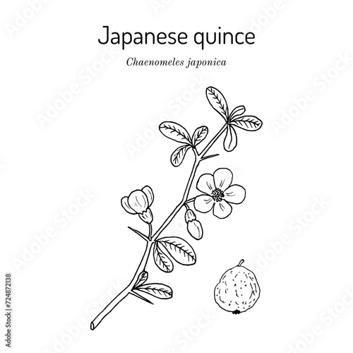 Japanese quince (Chaenomeles japonica), medicinal plant