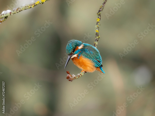 Eisvogel (Alcedo atthis)