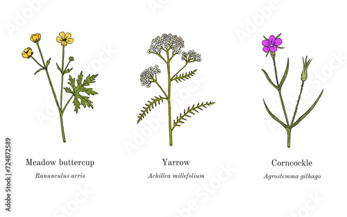 Collection of edible and medicinal plants