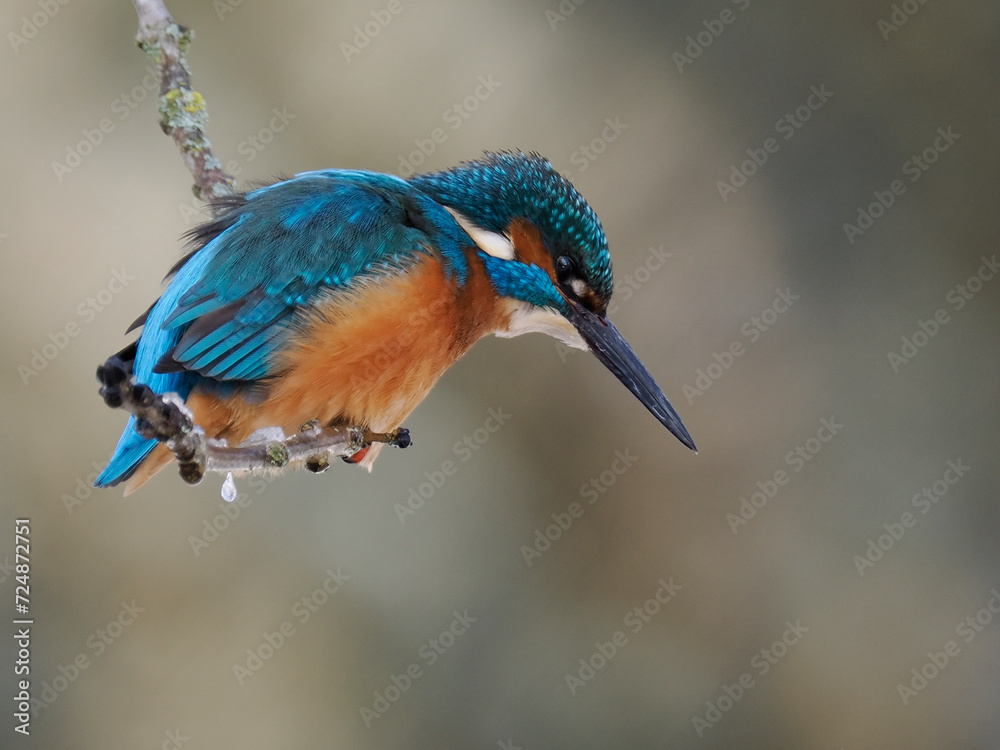 Fototapeta premium Eisvogel (Alcedo atthis)