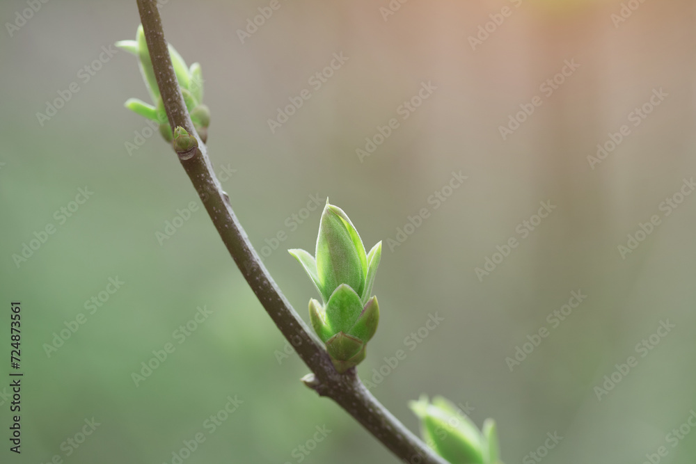 First spring green leaves and buds macro detail background First spring green leaves and buds macro detail background