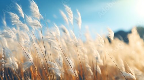 Close-up of reed grass against a backdrop of blue sky. A stunning natural scenery