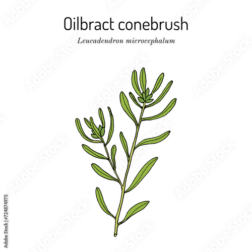 Oilbract conebrush (Leucadendron microcephalum), medicinal plant photo