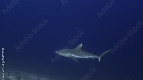 Wallpaper Mural Grey Shark over the Coral Reef in the Maldivian Archipelago in the Indian Ocean Torontodigital.ca
