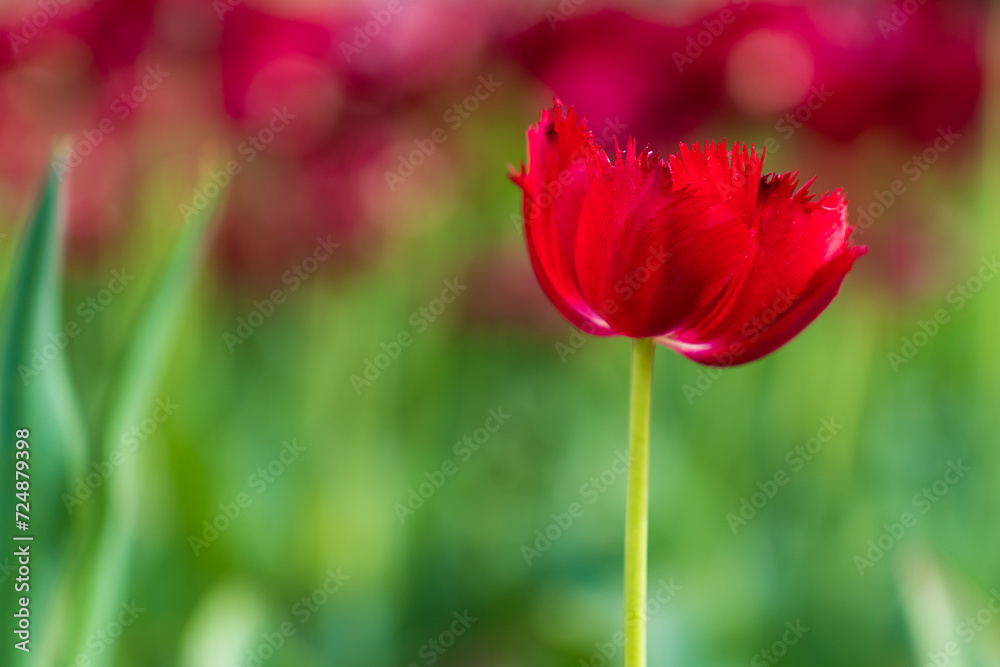 Flowers in a flower bed tulips. Greening the urban environment. Background with selective focus Flowers in a flower bed tulips. Greening the urban environment. Background with selective focus