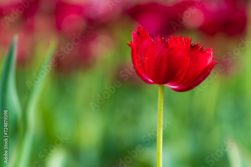 Flowers in a flower bed tulips. Greening the urban environment. Background with selective focus