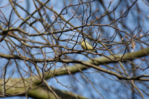 Eurasian blue tit (Cyanistes caeruleus) sitting in a tree in Zurich, Switzerland