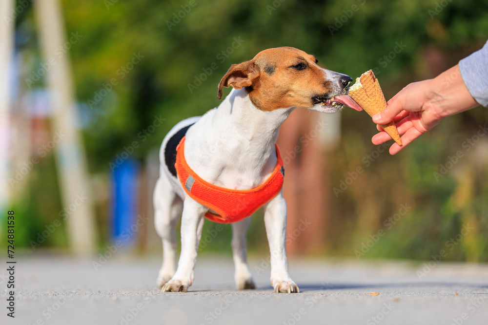 Cute Jack Russell Terrier dog eats ice cream on a walk in the park. Pet portrait with selective focus