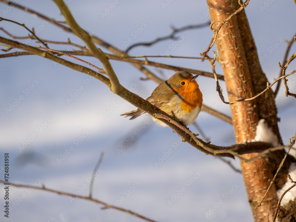 Rotkehlchen (Erithacus rubecula) Rotkehlchen (Erithacus rubecula)