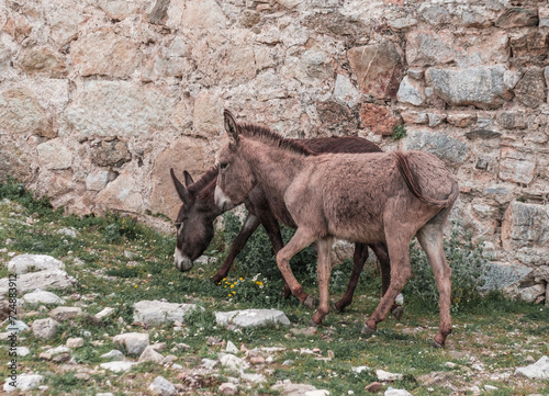 pair of wild donkeys by the stone walls of ancient ruins open air museum photo