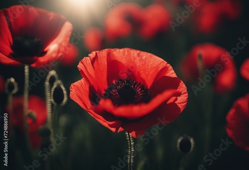 Stylized red poppy flower on black background Remembrance Day Armistice Day Anzac day symbol