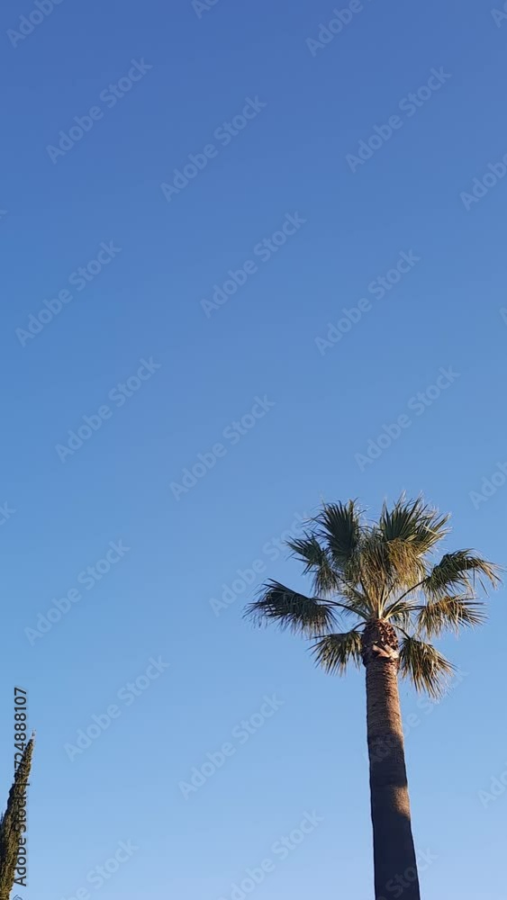 Blue sky with one palm tree - background