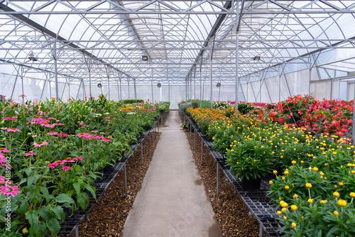 Green House, Premises of a green house, a greenhouse with flowers, Beautiful flowers in a green house