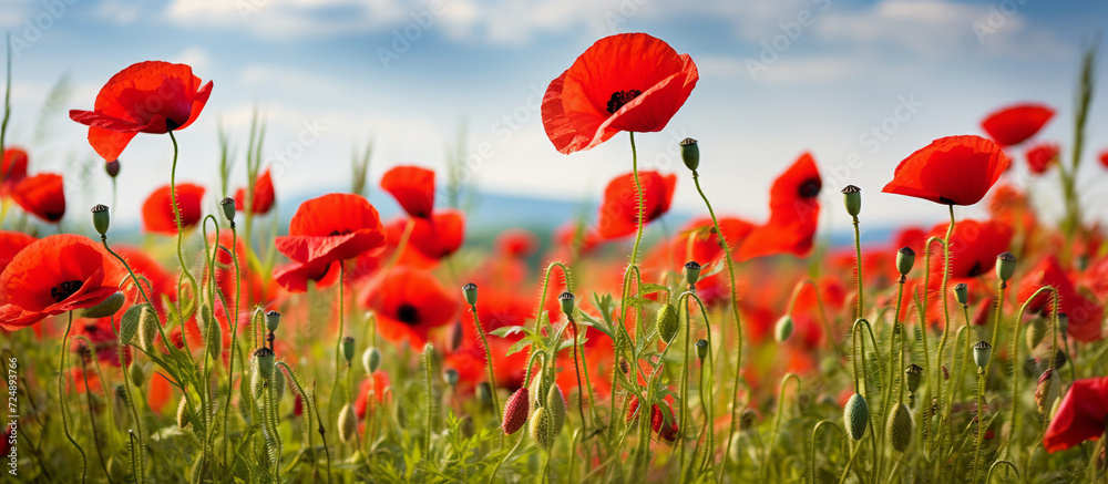 Obraz premium A stunning natural field horizontal banner of red poppies with delicate petals and green stems against a soft-focus background.