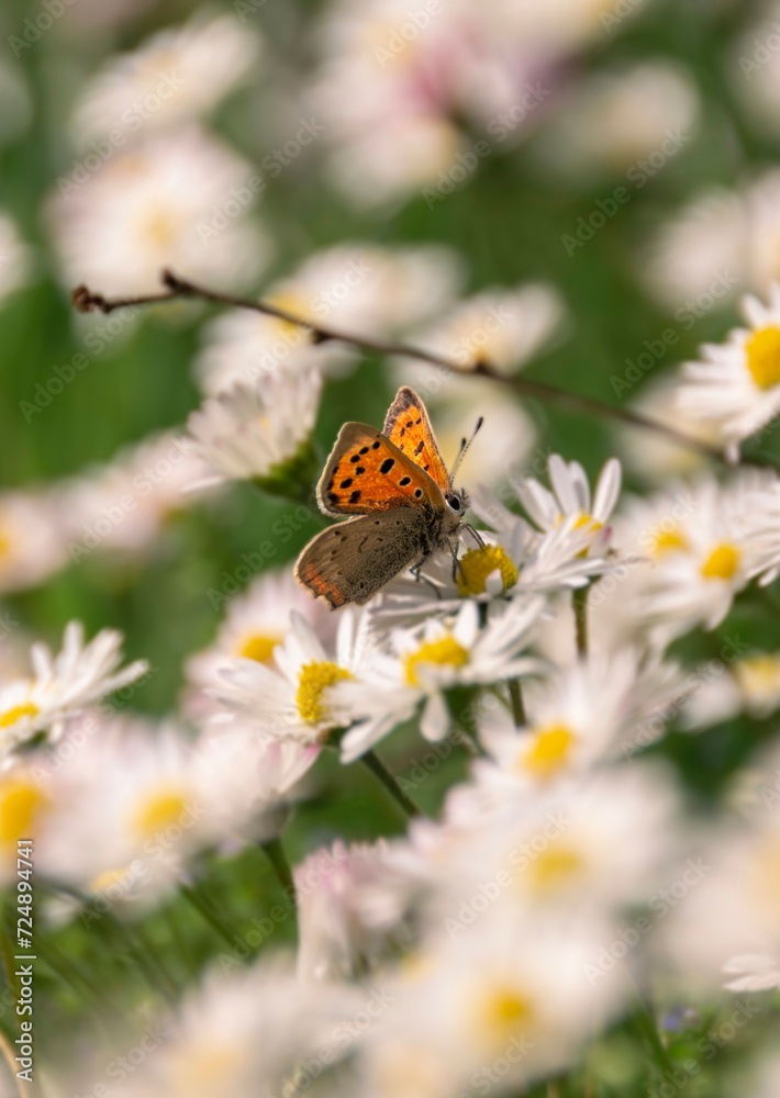 Schmetterling auf Gänseblümchen Schmetterling auf Gänseblümchen