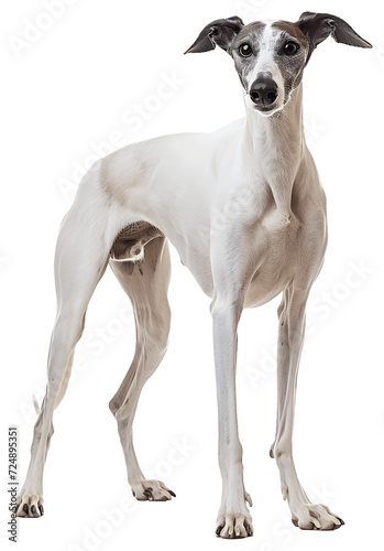 Greyhound_dog__Full_body_